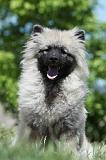 SPITZ LOUP 040